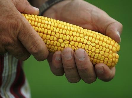 ASV biezi izmantoja kukuruzu... Autors: juri4ik Kā cilvēki slaucīja dibenu?