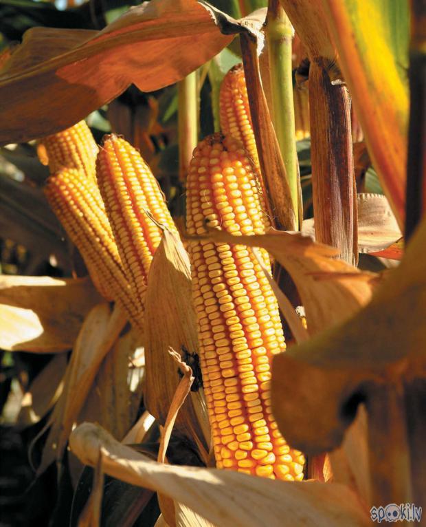  Autors: Kadets Modificētie gēni atrasti savvaļas kukurūzā