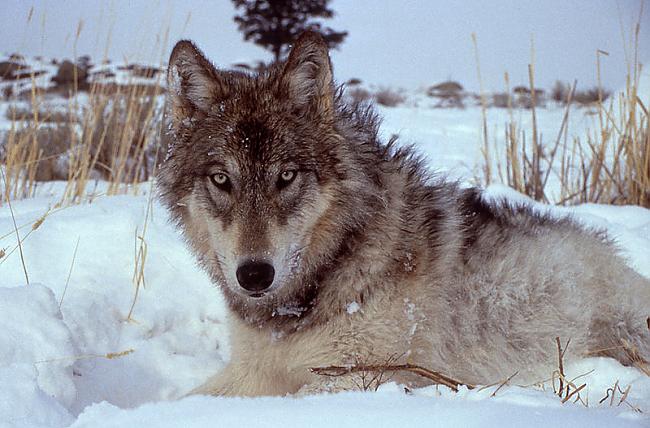 Vilki būtu slikti sargsuņi jo... Autors: brālis lācis Interesanti fakti par vilkiem