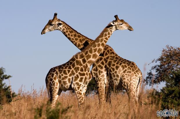  Autors: Leofiene Žirafes-Āfrikas simbols