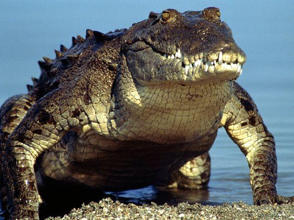 Krokodīliem ir stiprākais... Autors: sLoZo Šie ir fakti #DEVIŅI