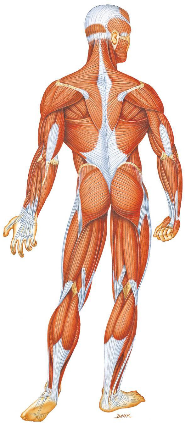 Cilvēkam ir mazāk muskuļu nekā... Autors: ML Neticami, bet fakts - 4