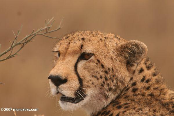 Pārnadži neko nenojauscaronot... Autors: Leopardsmežonis Wild animal. Gepards.