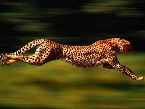  Autors: Leopardsmežonis Wild animal. Gepards.