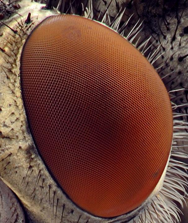 Mušas acs Autors: MILFS "2" Aplūkojot pasauli ar mikroskopu