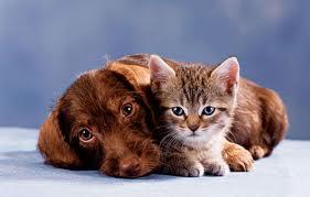 Kaķi un suņi tāpat kā cilvēki... Autors: damanto Fakti, ko tu iespējams nezini. 3