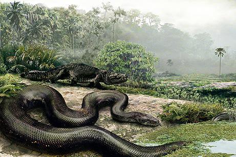7 lielākā čūska kas atrasta ir... Autors: Fosilija Top 10 atklajumi