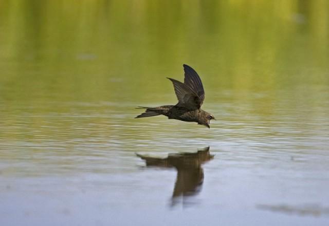 Pasaulē ātrākā dzīvā radība ir... Autors: kaķūns bezjēdzīgi fakti 10.