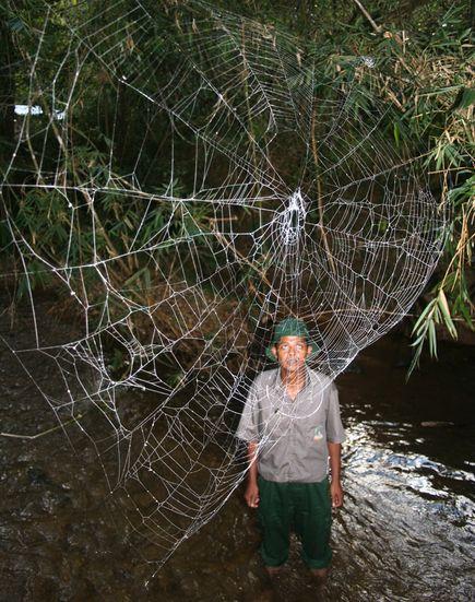 Darwins Bark Spider  Šis... Autors: Fosilija Top Desmit dīvainas,Jaunas Sugas, ko ir atklājuši ( 2010