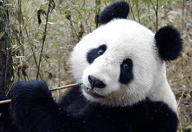 Panda dienā ēd 15 stundas Autors: skaistā lellīte Fakti par pandām.