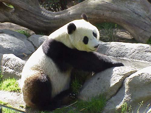Pandas ir vieni no lielajiem... Autors: skaistā lellīte Fakti par pandām.