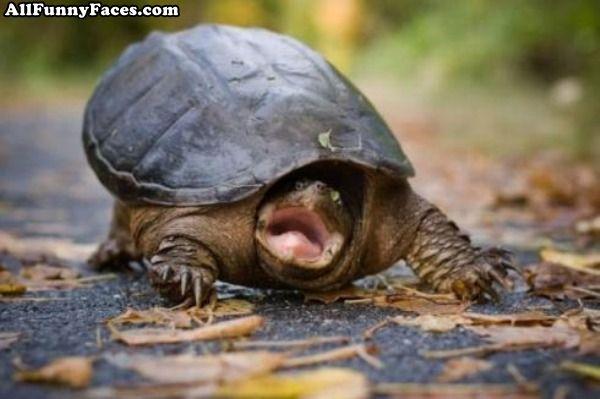 Bruņurupuči var elpot caur... Autors: Susurs D 15 interesanti fakti
