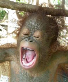 Orangutāni izrāda agresiju ar... Autors: Susurs D 15 interesanti fakti