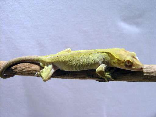 Crested Gecko Cekulainais... Autors: chance ķirzakas
