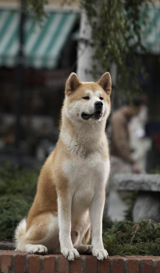  Autors: CrazyMaineCoonLover Hachiko: The World’s Most Loyal Dog