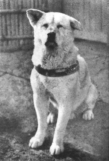 Tajā brīdī Hatiko jau bija... Autors: CrazyMaineCoonLover Hachiko: The World’s Most Loyal Dog