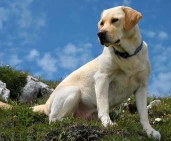 Labradors gan neizceļas ne ar... Autors: Fragma1 Fakti par suņiem