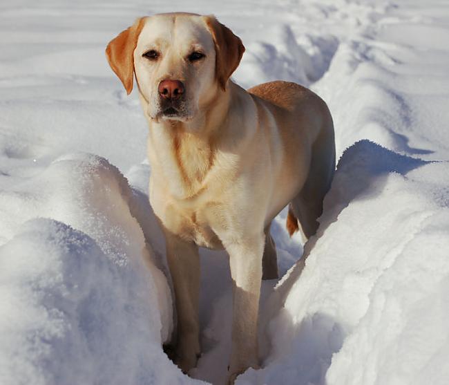 Labradors ļoti labi padodas... Autors: Fragma1 Fakti par suņiem