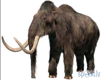 Woolly Mammoth Autors: Kadets Mamuti