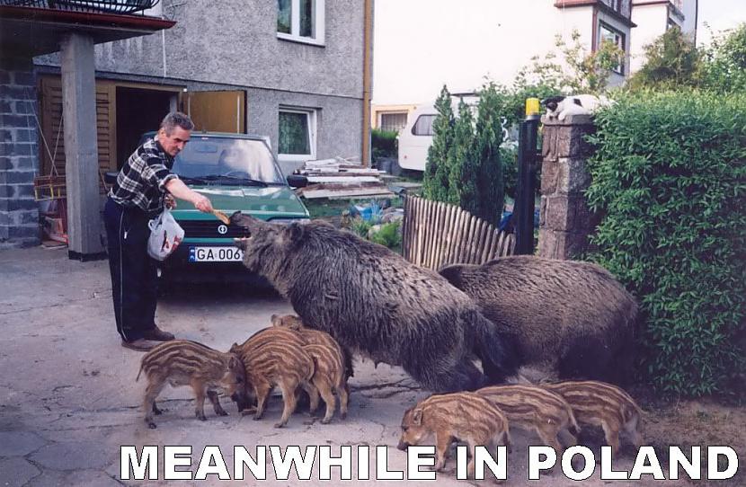  Autors: So Sad Meanwhile in Poland