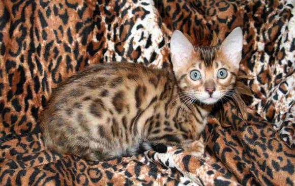13Bengālijas kaķisCena 8003000... Autors: Mazulits Visdārgākie dzīvnieki pasaulē.