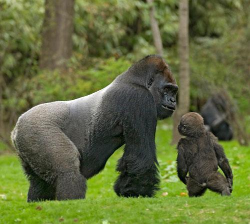 Gorilla ar mazuli Bronksas... Autors: Jaromejs Nature"s Best Photography versijas labākās 2008.gada dabas