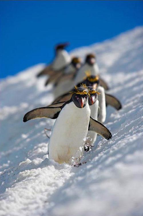 Pingvīni Dienvid Džordžija... Autors: Jaromejs Nature"s Best Photography versijas labākās 2008.gada dabas