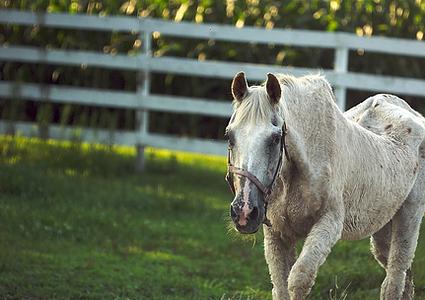 Vecākais zirgs ir miris 62... Autors: MazaisKeksinjsh Interesanti fakti par dzīvniekiem. Zirgi