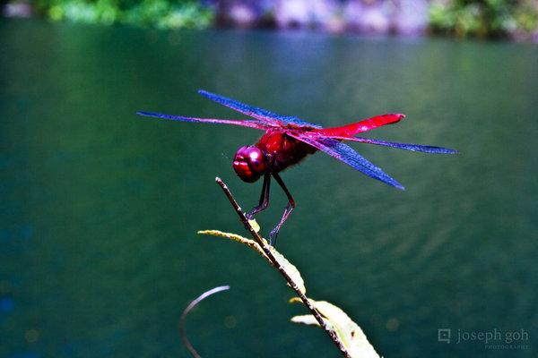Spārei ir grauzējtipa mutes... Autors: Murrr Dragonfly
