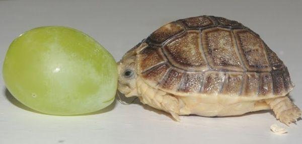 Bruņurupucēnu vīnogas lielumā Autors: Izdirsta_Upene 31 bilde,kas jāredz pirms pasaules gala.