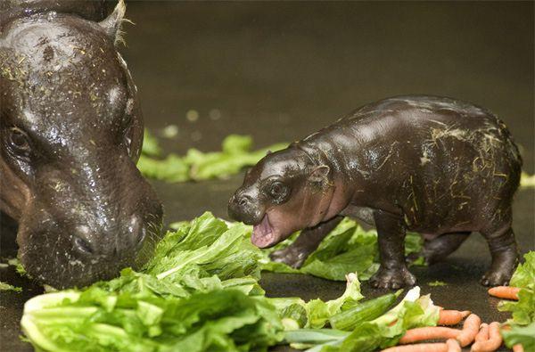 Mīlīgi nīlzirgi ēd salātus Autors: Izdirsta_Upene 31 bilde,kas jāredz pirms pasaules gala.