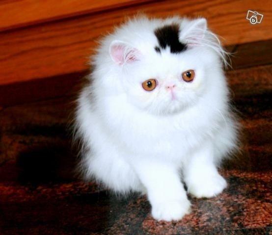 Kaķi ar mazu cepurīti Autors: Izdirsta_Upene 31 bilde,kas jāredz pirms pasaules gala.