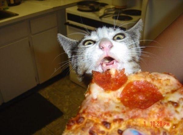 Kaķis kurš ēd picu Autors: Izdirsta_Upene 31 bilde,kas jāredz pirms pasaules gala.