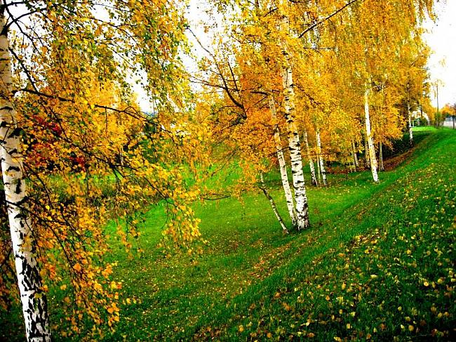 Bērzi Betula ir bērzu dzimtas... Autors: Taa Gan Šādi tādi Latvijas koki!