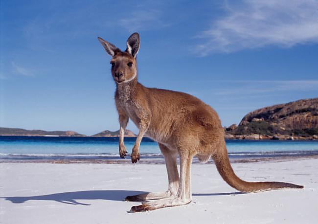 Šis ir Austrālijas simbols D Autors: Roxzorz Austrālija