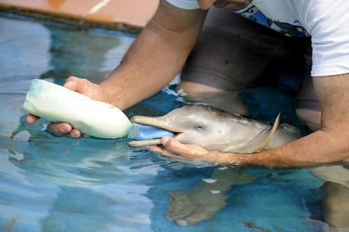 Lielākajai daļai delfīnu ir... Autors: zirnekļcūks 10 dienas vecs delfīns