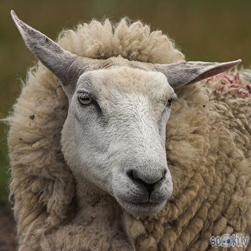 sheep Autors: Gravedigger Mātei Gūglei vienmēr ir taisnība.