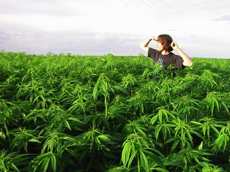 Regulāra Cannabis lietošana... Autors: marijazakis Kas ir kaitīgāks?
