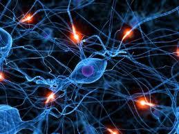 neiroloģija  nervu sistēmu Autors: SuperPankūciņš Cilvēka ķermeņa zinātnes