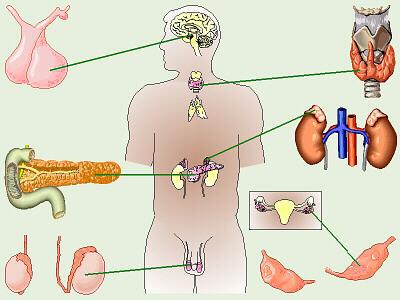 endokrinoloģija  endokrīno... Autors: SuperPankūciņš Cilvēka ķermeņa zinātnes