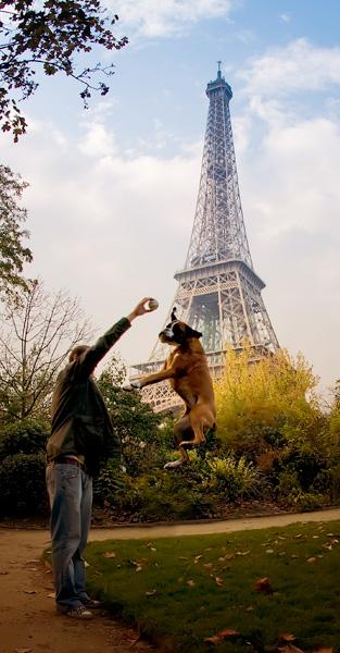 Parīzē ir aptuveni 300 000... Autors: Ežukiņš 5 fun facts about Paris.