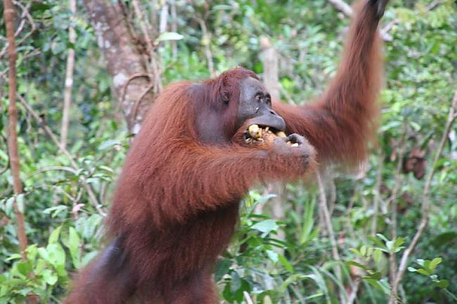 Orangutāni izrāda agresiju ar... Autors: ciLVēks13 Interesanti fakti