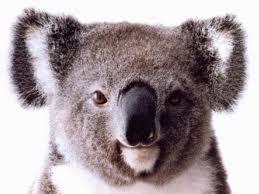 Annij vai tu zini kas ir Koala... Autors: chokolandeee Mūsdienu sīču tops II ;D