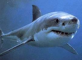 11 vieta  Baltā haizivs Vidēji... Autors: Raiviijs Top 10 nāvējošākie dzīvnieki.