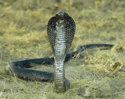 3 vieta  Āzijas kobra Vidēji... Autors: Raiviijs Top 10 nāvējošākie dzīvnieki.
