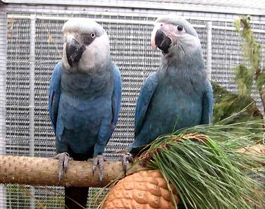 Abu dzimumu eksterjers ir... Autors: DūKiJa Kādas sugas papagaiļi ir Blū un Pērle no Rio ?