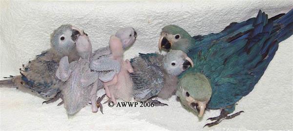 Tādejādi šiem putniem sāka... Autors: DūKiJa Kādas sugas papagaiļi ir Blū un Pērle no Rio ?