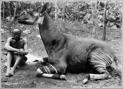 Sākumā nesapratu kāpēc lai... Autors: Spalvainais Kas ir Okapi?