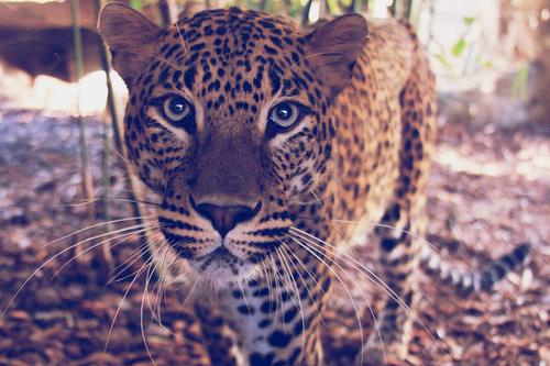  Autors: HiHeyHello We Love it Leopard
