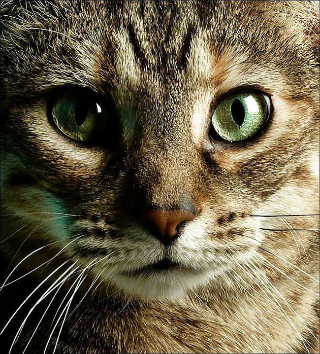 Kaķu žokļi nevar kustēties... Autors: kituka123 Interesanti fakti par dzīvniekiem.